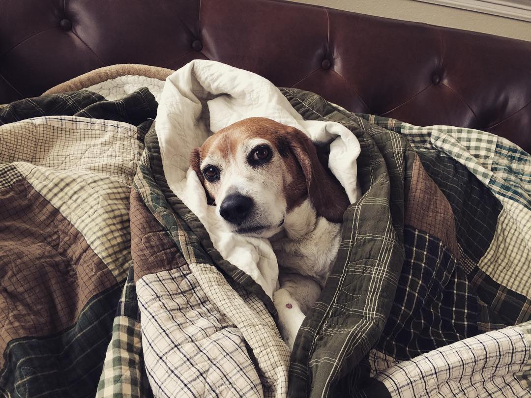Jasper's not having any of this weather.