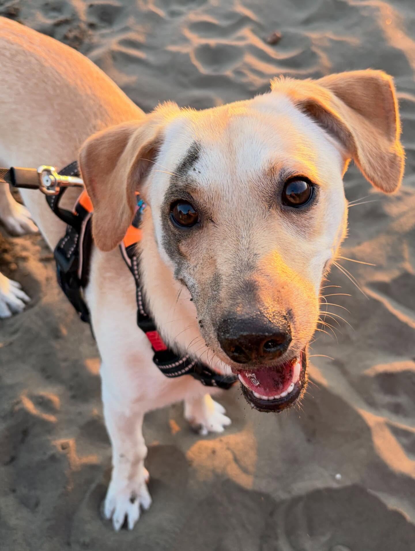 I’m grateful for this quiet life I’ve built. Even the dirty puppy.