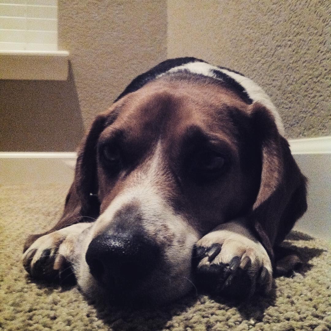 #tbt #nationalpuppyday shot of Jasper as a younger, but still moody, pup.