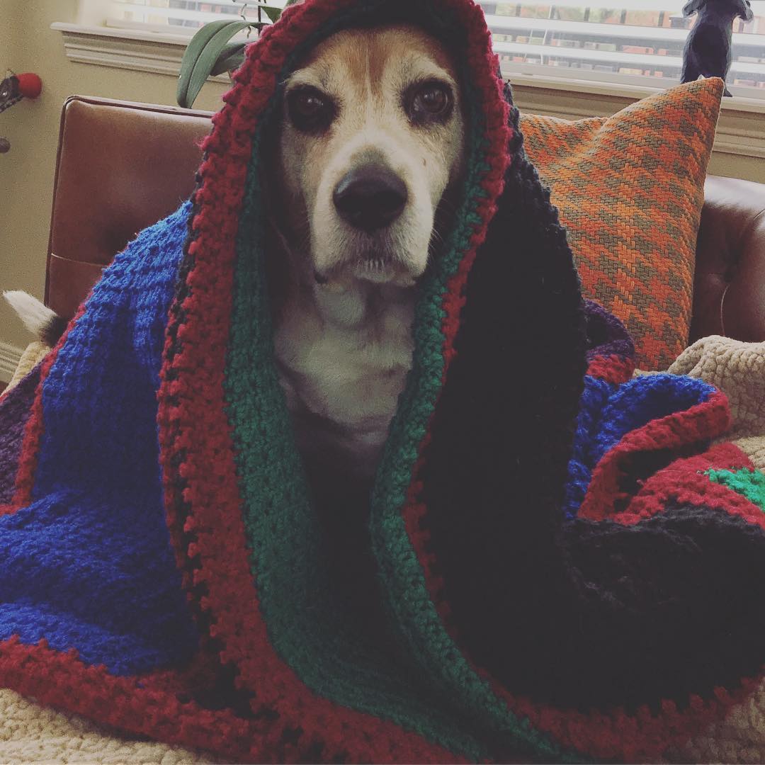 Jasper is not enjoying this weather.