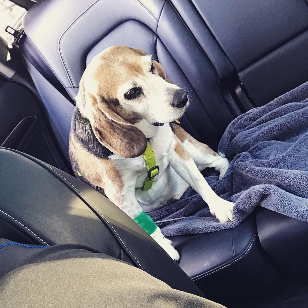 Post-dental surgery Jasper. Also, initial x-ray readings don’t show cancer but they randomly found bladder stones.