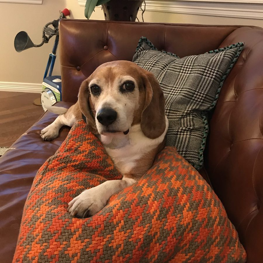 Happy 10th birthday to this old pup!
