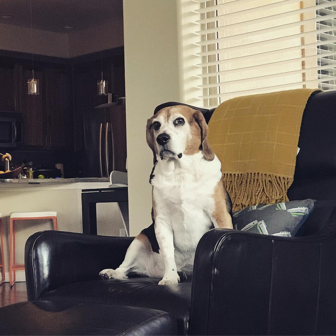 Jasper, master of the side eye