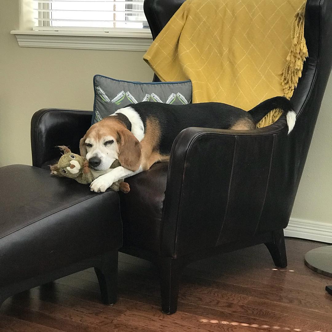 Long day chasing squirrels will do this to you.