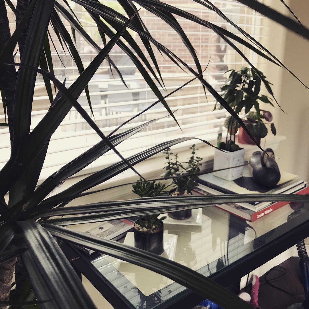 @chadtriscuit has turned the condo into a jungle.