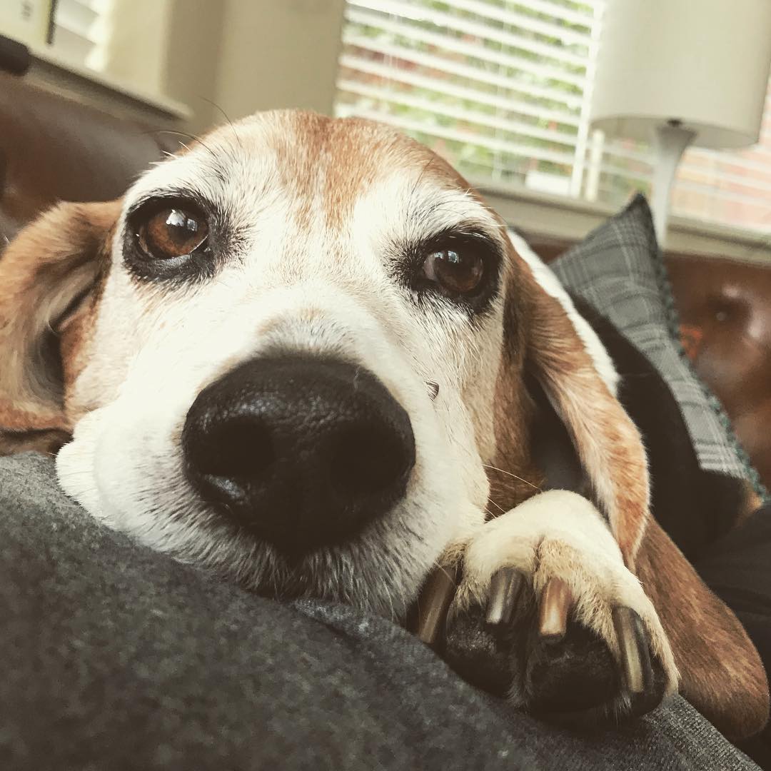 Jasper is going in for emergency surgery tomorrow to remove his bladder stones and investigate a mass in his bladder. He’ll be in the hospital 2-3 days. 😢