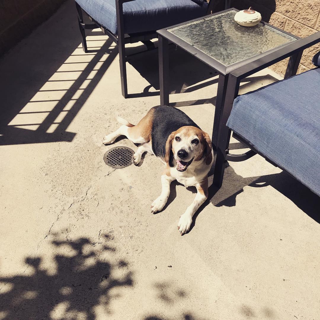 This guy lives for the sun. The hotter the better. I should send him to the retirement village in Florida with my parents next winter. 🤣