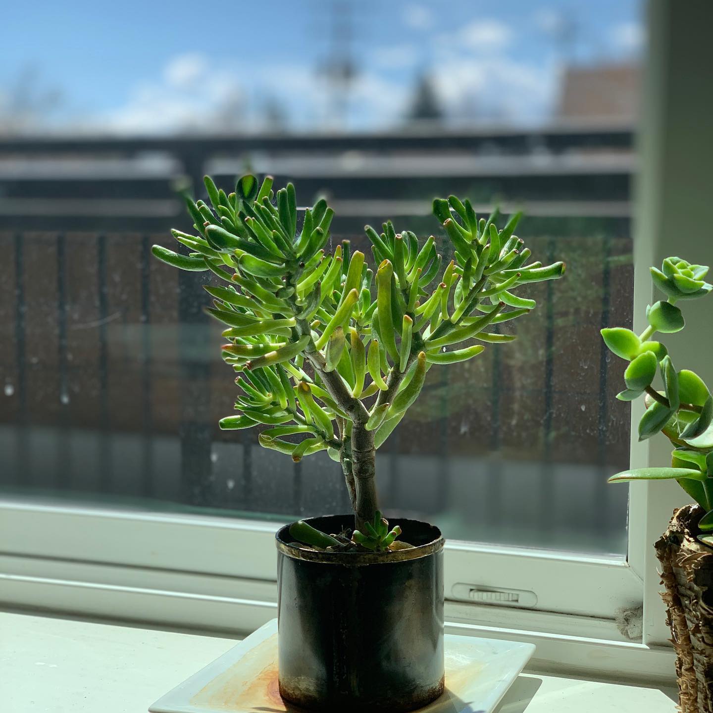 I’m grateful for my new apartment’s sunlight. And for this plant that @brittanylynnbell got me many years ago (and kept alive for me while I was out of the country).