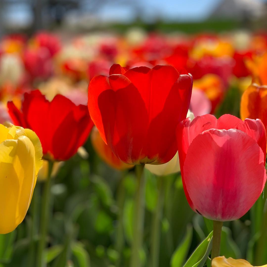 Who else from Michigan automatically sings “tulips are blooming in Holland, Mich-i-gan” when they see a tulip?