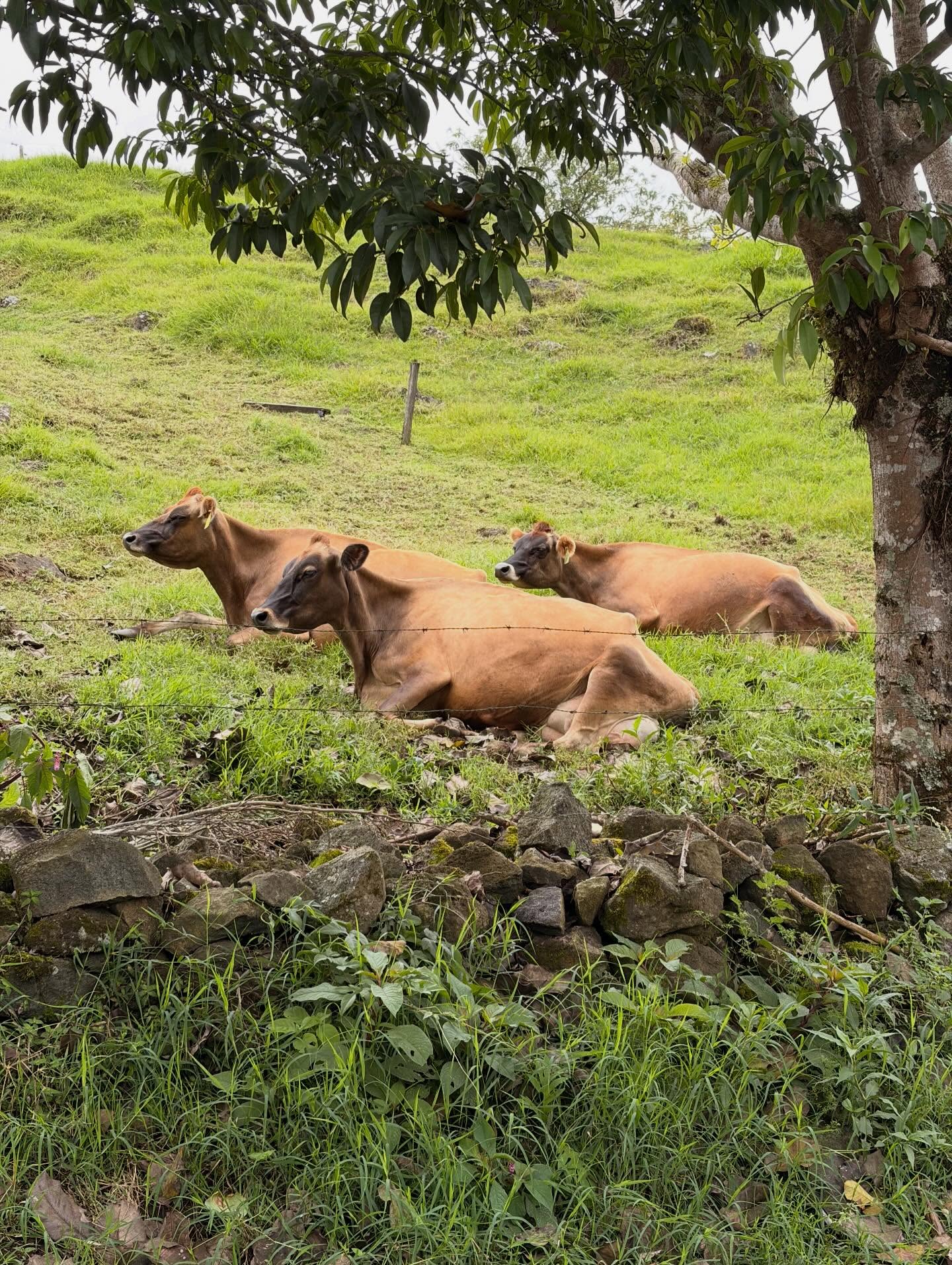 Chase’s first waterfall hike in the mud. He had no problem with the slippery path but he almost caused me to fall a few times with his excitement.