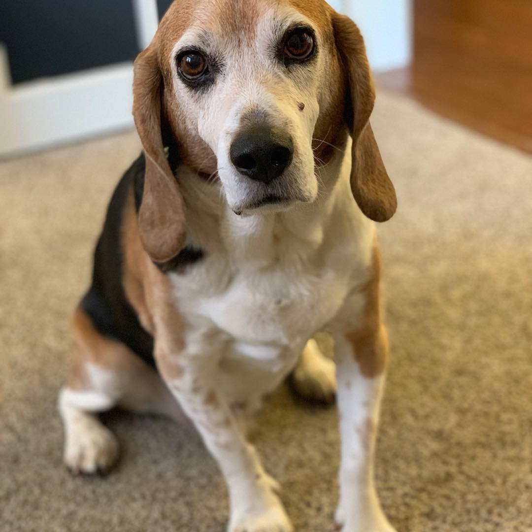 This grumpy old man turns 11 years old today but still has the howl of a much younger pup. #beagle #beaglesofinstagram