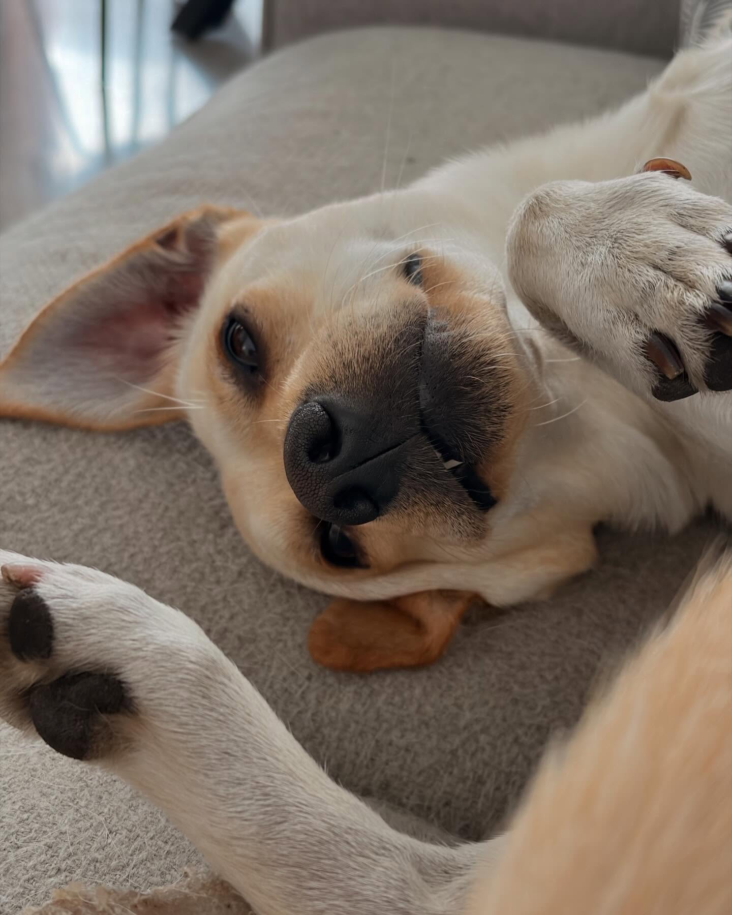 This goofball has brought so much joy, a ton of chaos and even more hair into my life.